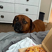 Gemo joined the competition — help win amazing prizes! dog, pizza, pineapple, bed, blanket, carpet, dining, indoor, waiting, brown_dog, cheese, food, box, furniture, room, household, curious, animal, canine, domestic
