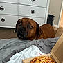 dog, pizza, pineapple, bed, blanket, carpet, dining, indoor, waiting, brown_dog, cheese, food, box, furniture, room, household, curious, animal, canine, domestic