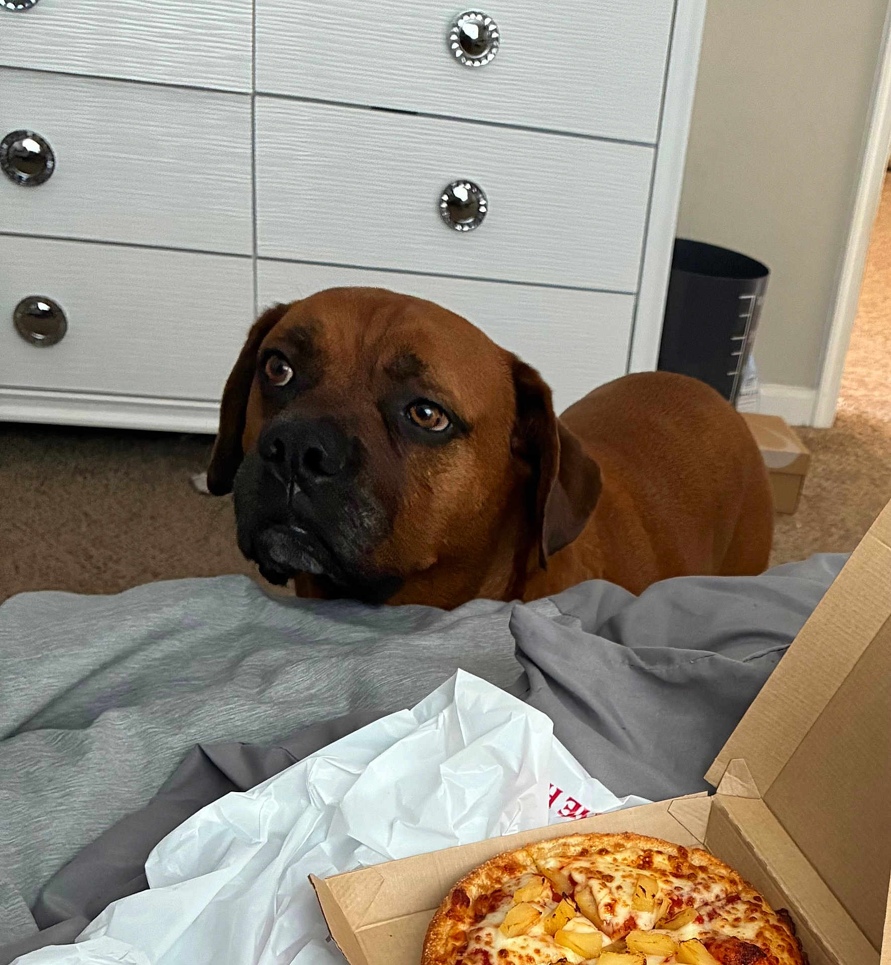Gemo joined the competition — help win amazing prizes! dog, pizza, pineapple, bed, blanket, carpet, dining, indoor, waiting, brown_dog, cheese, food, box, furniture, room, household, curious, animal, canine, domestic