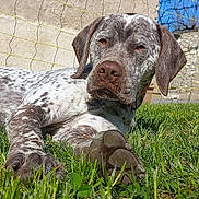 Volt a rejoint le concours — aidez-le/la à gagner de superbes lots ! dog, grass, paw, outdoor, sunlight, fence, stone_wall, brown, white, speckled, pet, lying_down, animal, nature, collar, canine, daytime, close_up, relaxed, garden