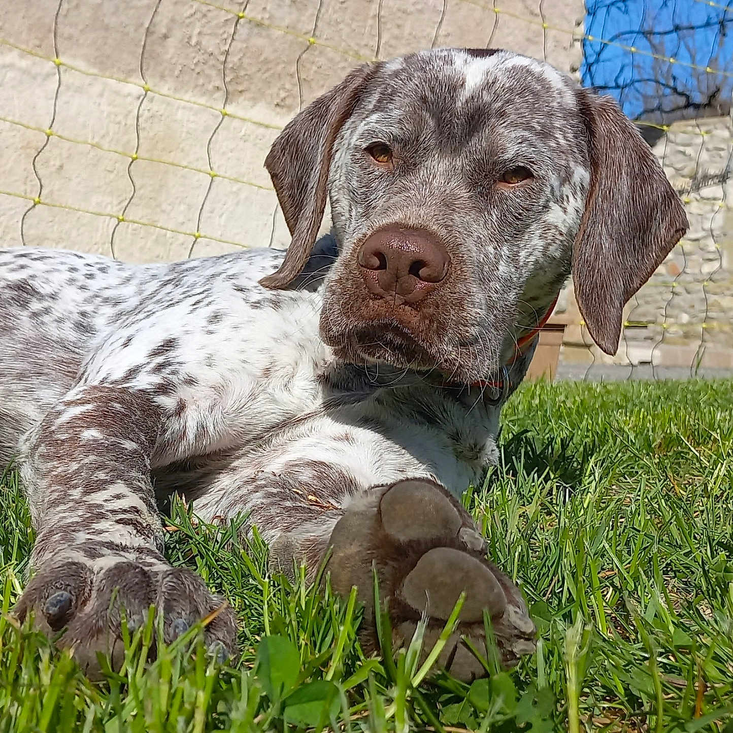 Volt a rejoint le concours — aidez-le/la à gagner de superbes lots ! animal, brown, canine, close_up, collar, daytime, dog, fence, garden, grass, lying_down, nature, outdoor, paw, pet, relaxed, speckled, stone_wall, sunlight, white
