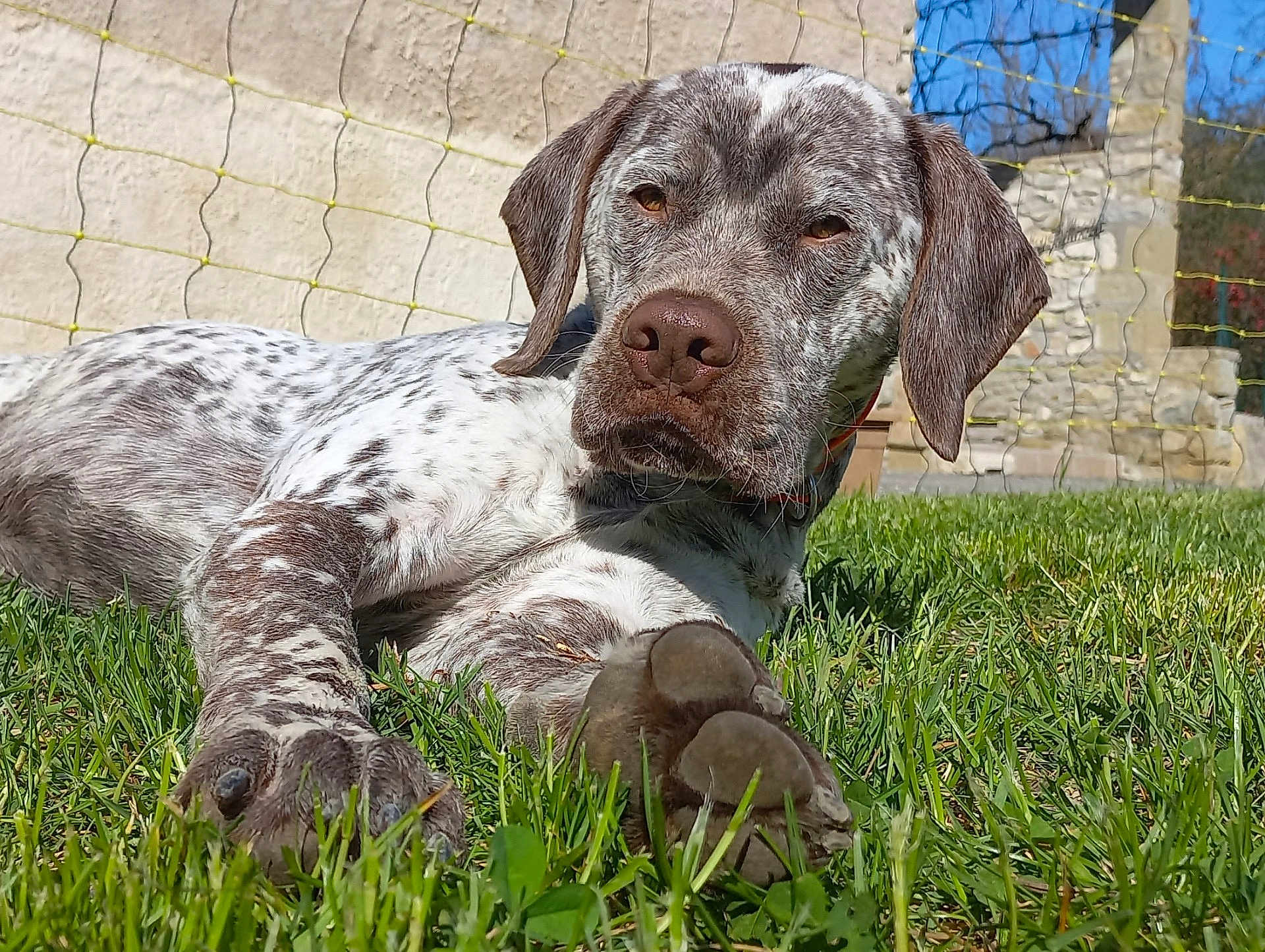 Volt a rejoint le concours — aidez-le/la à gagner de superbes lots ! dog, grass, paw, outdoor, sunlight, fence, stone_wall, brown, white, speckled, pet, lying_down, animal, nature, collar, canine, daytime, close_up, relaxed, garden