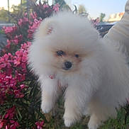 Bounty participe au concours pour gagner de l'argent avec cette photo : puppy, dog, white_fur, fluffy, small_dog, pomeranian, pet, animal, portrait, outdoor, flowers, pink_flowers, palm_trees, grass, sunlight, garden, cute, furry, black_nose, blue_sky