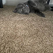 Reign is registered to the contest to win money with this photo: animal, black_furniture, carpet, cat, collar, curious, cute, domestic_animal, feline, floor, fur, gray_cat, home, indoor, looking_at_camera, lying_down, pet, relaxed, soft_texture, whiskers