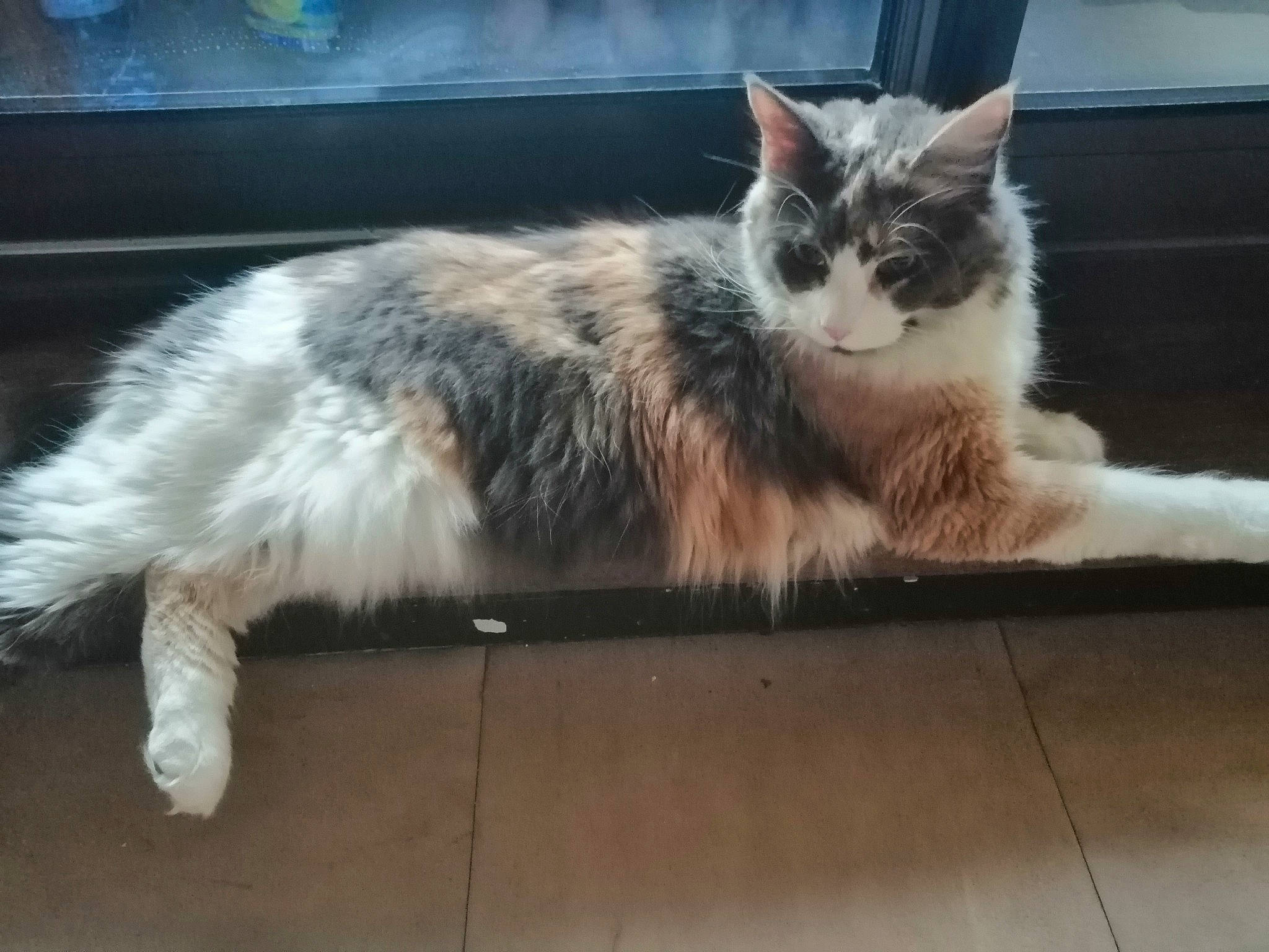 Praline participe au concours pour gagner de l'argent avec cette photo : aegean_cat, carnivore, cat, cymric, domestic_long_haired_cat, domestic_short_haired_cat, european_shorthair, felidae, kitten, maine_coon, mammal, norwegian_forest_cat, polydactyl_cat, ragamuffin, small_to_medium_sized_cats, snapshot, tabby_cat, tail, vertebrate, whiskers