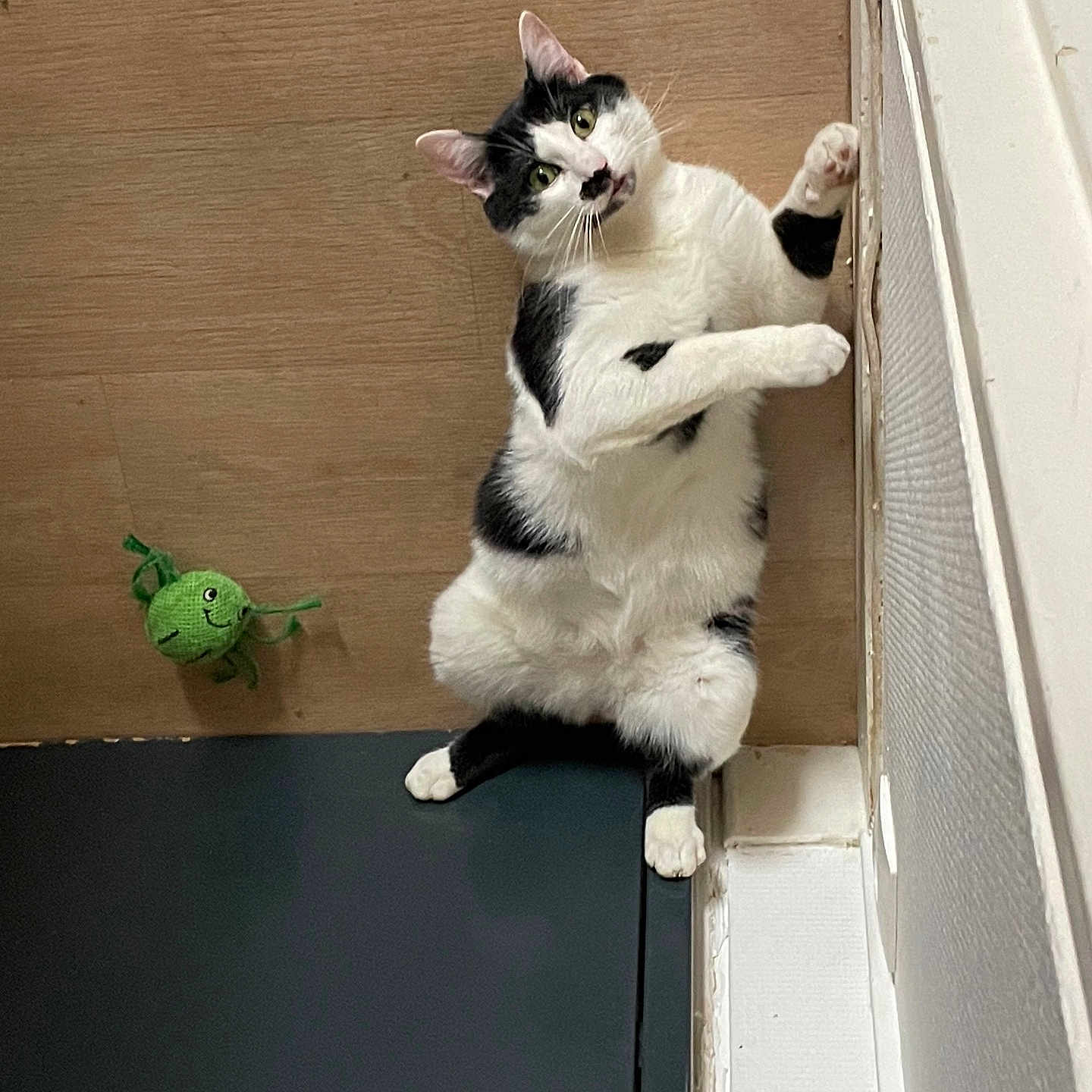Pépito
