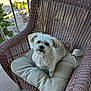Lola is registered to the contest to win money with this photo: animal, balcony, companion, cushion, cute, dog, domestic_animal, fluffy, fur, outdoor, palm_trees, pet, portrait, railing, relaxed, small_dog, smiling, sunlight, white_dog, wicker_chair