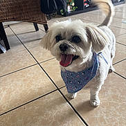 Lola is registered to the contest to win money with this photo: animal, bandana, blue_bandana, bookshelf, companion, cute, dog, domestic_animal, floor_tiles, fluffy_tail, happy, indoor, pet, plant, small_dog, smiling, tiled_floor, tongue_out, white_dog, wicker_chair