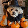 Lola joined the competition — help win amazing prizes! animal, bat, black_hat, broomstick, cape, celebration, cute, decorations, dog, festive, fur, halloween, holiday, indoor, orange, pet, pumpkins, small_dog, wicker_chair, witch_costume
