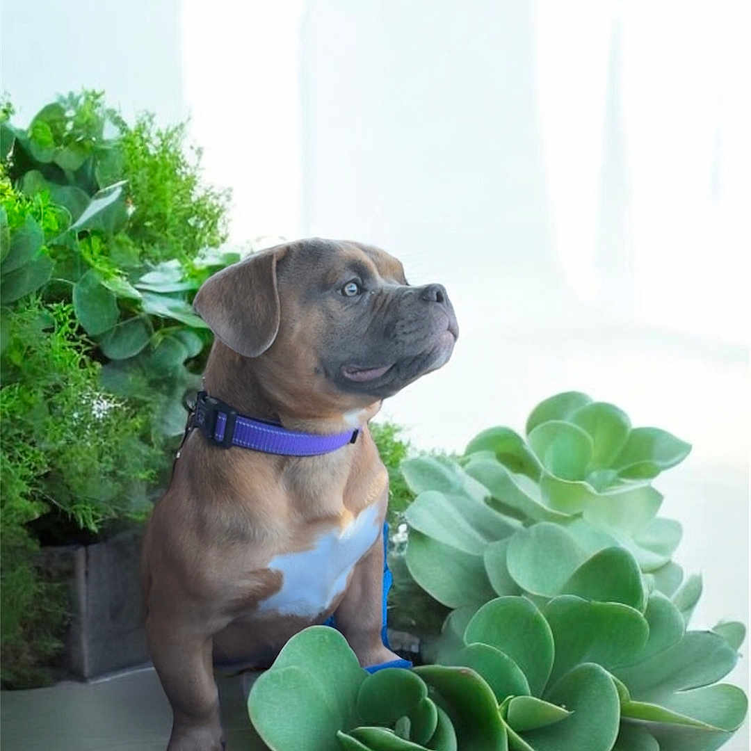 Xena joined the competition — help win amazing prizes! animal, boxer, bulldog, canine, dog, flower, flowerarrangement, green, herbal, herbs, hound, jar, leaf, pet, plant, planter, pottedplant, pottery, puppy, vase