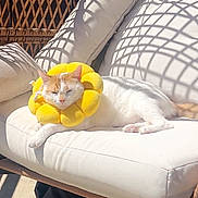 George is registered to the contest to win money with this photo: animal, cat, comfortable, couch, cozy, daylight, orange_fur, outdoor, pet, pillow, relaxed, resting, shadow_pattern, sleeping, soft_texture, summer, sunlight, white_fur, woven_furniture, yellow_collar