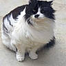 cat, fluffy, black_and_white, sitting, curious, outdoor, concrete, pet, fur, animal, whiskers, cute, feline, portrait, small, domestic_animal, four_legs, mammal, soft, alert