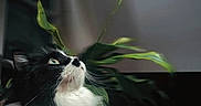 Roxy participe au concours pour gagner de l'argent avec cette photo : cat, fluffy, black_and_white, looking_up, plant, green_leaves, indoor, portrait, curious, whiskers, feline, soft_light, close_up, pet, animal, domestic, fur, nature, calm, background_blur
