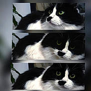 Roxy participe au concours pour gagner de l'argent avec cette photo : cat, black_and_white, green_eyes, close_up, portrait, feline, whiskers, fur, animal, pet, three_frames, indoor, plant, blurred_background, cute, mammal, face, expression, tricolor