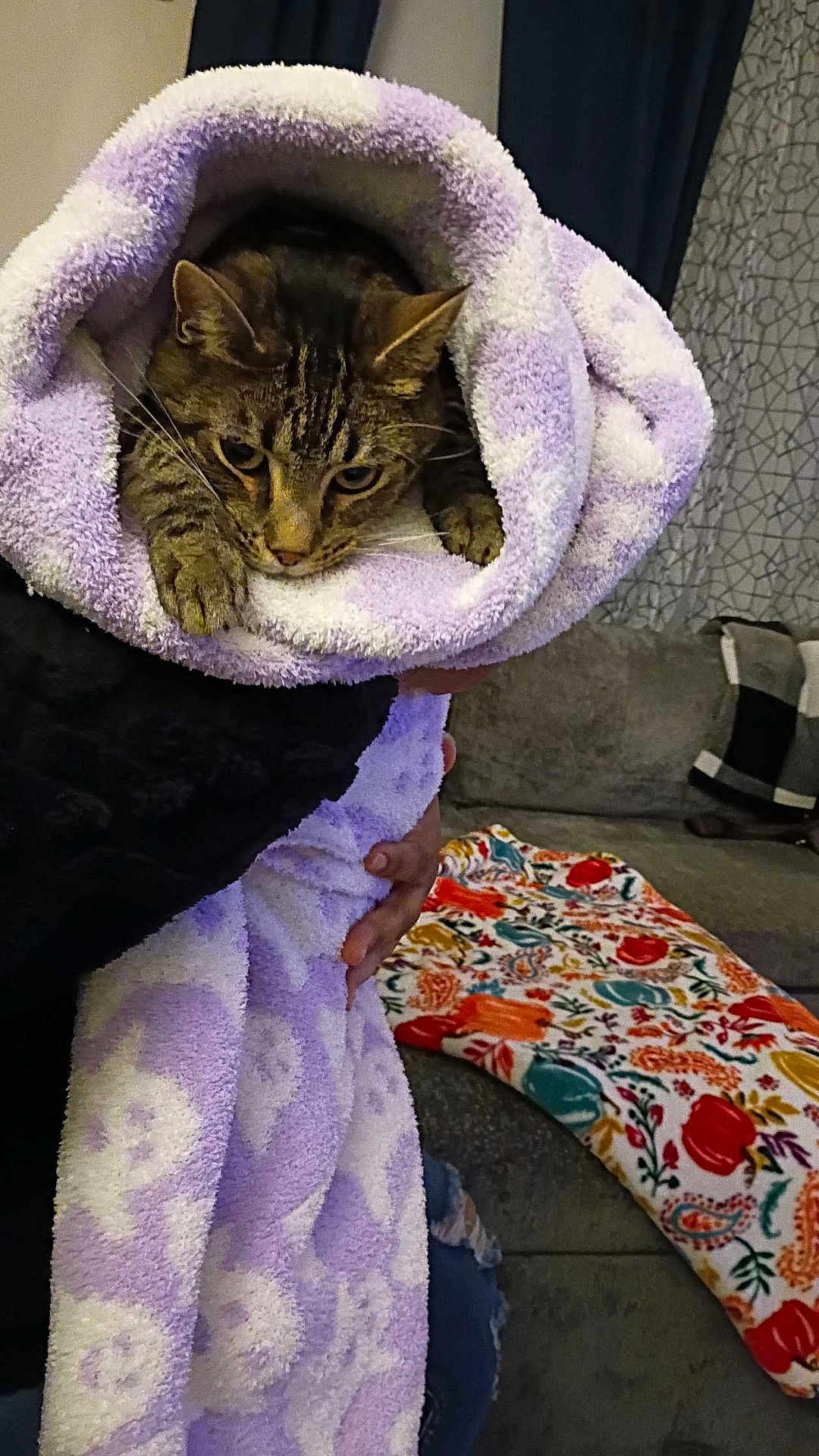 Lenny joined the competition — help win amazing prizes! cat, towel, purple, white, person, hand, indoor, couch, blanket, patterned, cozy, pet, fur, animal, comfort, relaxed, home, curious, wrapped, soft