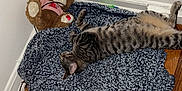 Lenny joined the competition — help win amazing prizes! animal, blanket, cat, corner, cozy, cute, fur, furniture, home, indoor, pet, relaxing, resting, sleeping, soft, striped, stuffed_animal, tabby_cat, teddy_bear, wooden_floor