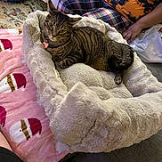 Lenny is registered to the contest to win money with this photo: animal, blanket, cat, couch, cozy, curious, domestic_cat, furniture, furry, home, indoor, orange_shirt, person, pet_bed, plaid_pants, relaxing, resting, santa_face, soft, tabby_cat