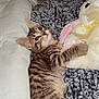 Lenny is registered to the contest to win money with this photo: kitten, cat, tabby, plush_toy, blanket, indoor, cute, pet, furry, animal, soft, cozy, resting, young, domestic_cat, comfort, sleepy, adorable, playful, pink