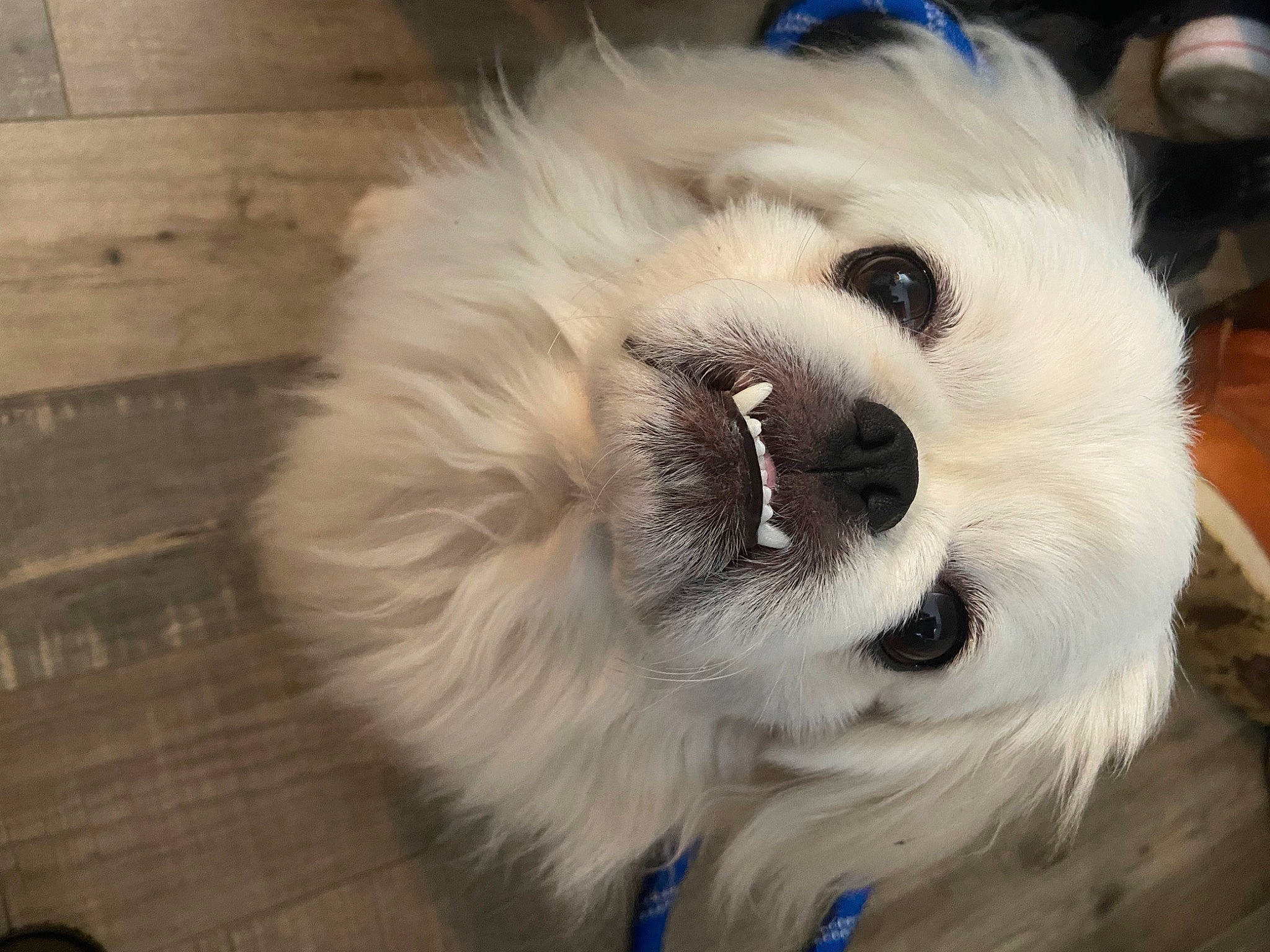 Hector is registered to the contest to win money with this photo: canidae, carnivore, companion_dog, dog, dog_breed, dog_supply, fang, fur, german_spitz, german_spitz_mittel, hardwood, non_sporting_group, pomeranian, spitz, sporting_group, toy_dog, volpino_italiano, whiskers, wood, working_animal