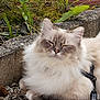 cat, fluffy, fur, outdoor, gravel, concrete, leash, harness, greenery, plant, relaxed, pet, animal, nature, closeup, resting, mammal, whiskers, cute, calm