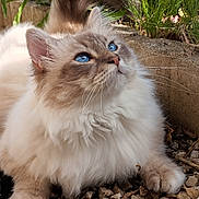 Tiamo a rejoint le concours — aidez-le/la à gagner de superbes lots ! animal, blue_eyes, cat, closeup, curious, cute, fluffy, fur, greenery, mammal, nature, outdoor, paws, pet, portrait, relaxed, rocks, soft, tail, whiskers