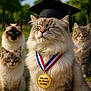 cat, graduation_cap, medal, outdoor, park, fluffy_cat, group, pets, animal, nature, sunlight, grass, blue_sky, proud, closeup, portrait, sitting, award, celebration, feline