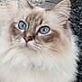 cat, fluffy, blue_eyes, close_up, portrait, animal, pet, feline, whiskers, outdoor, nature, fur, cute, mammal, face, eyes, head, curious, soft, domestic