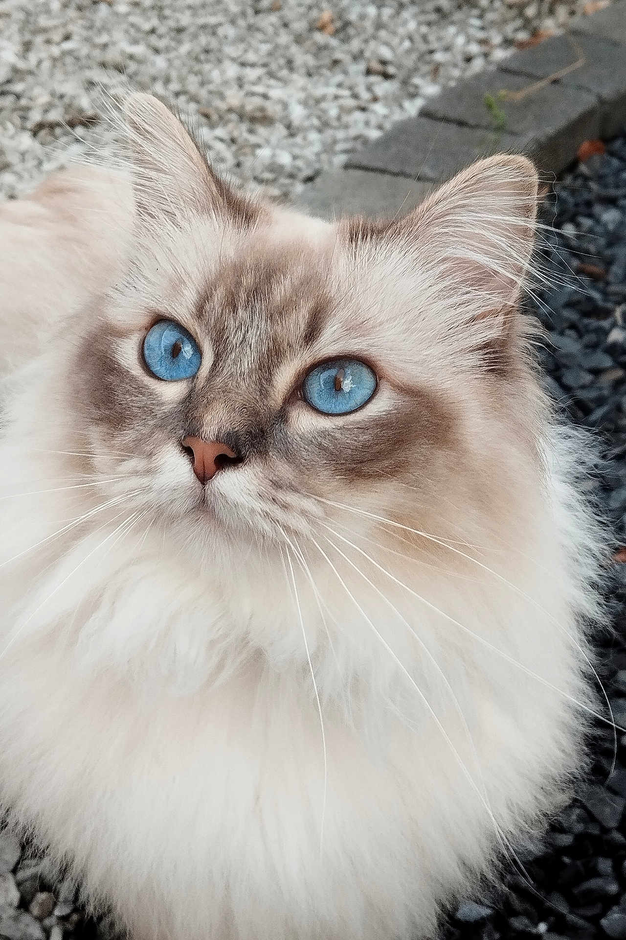 Tiamo