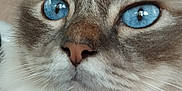 Tiamo participe au concours pour gagner de l'argent avec cette photo : cat, close_up, blue_eyes, fluffy, whiskers, feline, pet, animal, portrait, soft_fur, indoor, looking_away, muzzle, nose, ears, domestic_cat, cute, curious, face, furry