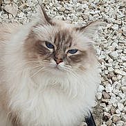 Tiamo a rejoint le concours — aidez-le/la à gagner de superbes lots ! cat, blue_eyes, fluffy, long_hair, pet, animal, outdoor, gravel, rocks, closeup, mammal, feline, whiskers, cute, fur, portrait, nature, domestic_animal, face, calm