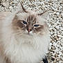 cat, blue_eyes, fluffy, long_hair, pet, animal, outdoor, gravel, rocks, closeup, mammal, feline, whiskers, cute, fur, portrait, nature, domestic_animal, face, calm