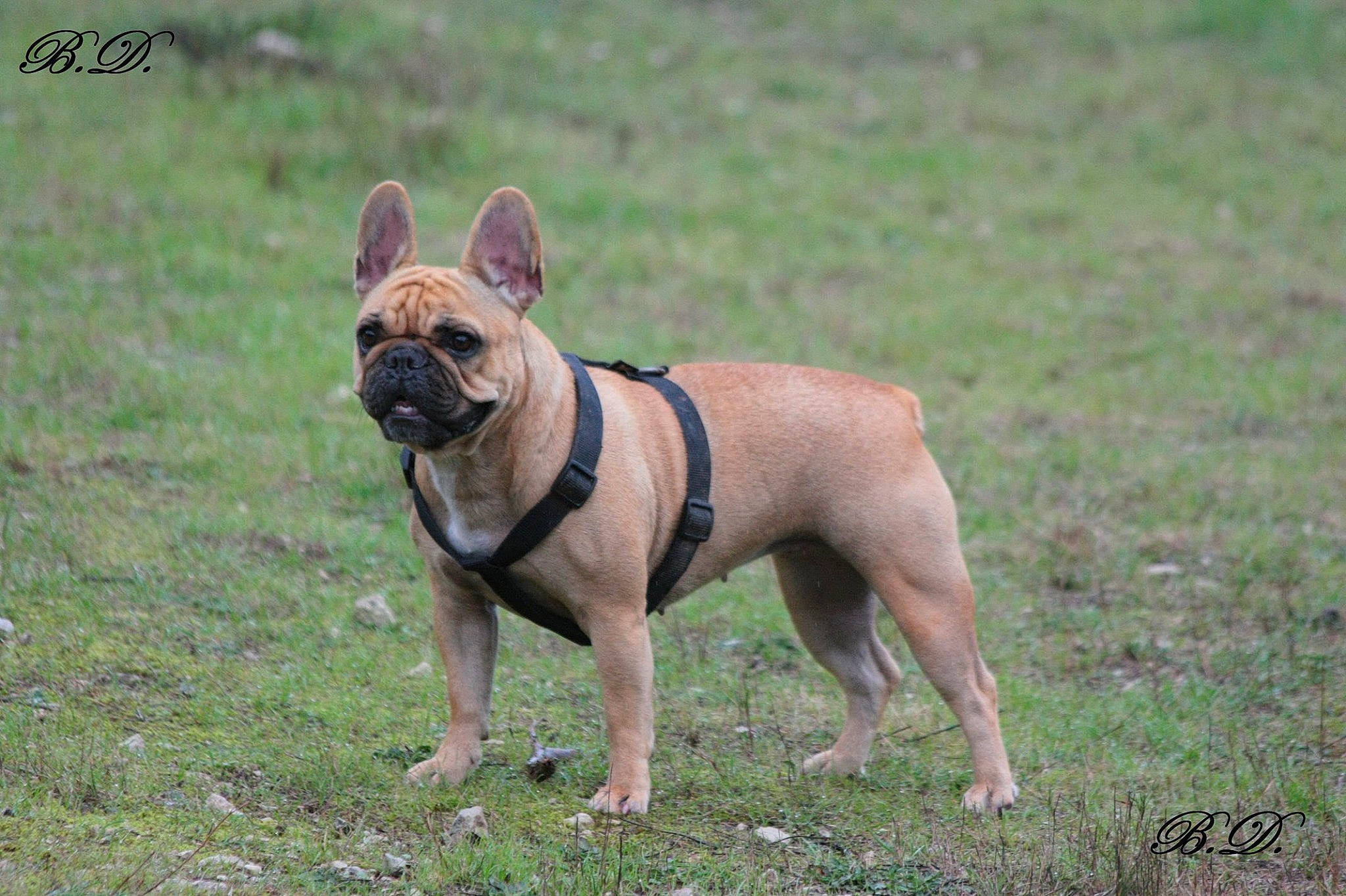 Neo a rejoint le concours — aidez-le/la à gagner de superbes lots ! ancient_dog_breeds, bulldog, canidae, carnivore, companion_dog, dog, dog_breed, fawn, french_bulldog, grass, mammal, molosser, non_sporting_group, olde_english_bulldogge, perro_de_presa_mallorquin, rare_breed_dog, snout, sporting_group, toy_bulldog, vertebrate