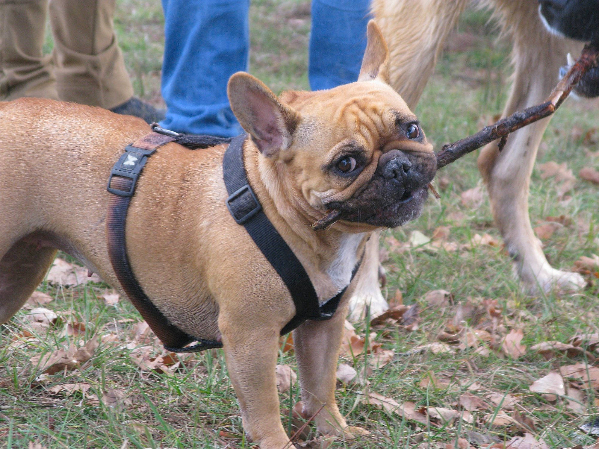 Neo a rejoint le concours — aidez-le/la à gagner de superbes lots ! ancient_dog_breeds, bulldog, canidae, carnivore, companion_dog, dog, dog_breed, fawn, french_bulldog, grass, mammal, molosser, non_sporting_group, perro_de_presa_mallorquin, pug, rare_breed_dog, snout, sporting_group, toy_bulldog, vertebrate