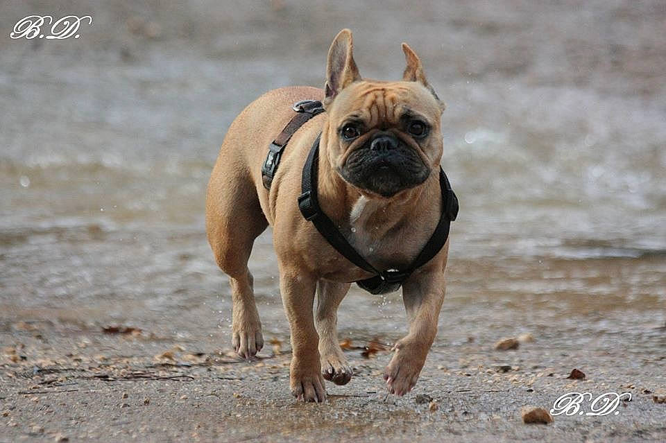 Neo participe au concours pour gagner de l'argent avec cette photo : ancient_dog_breeds, bulldog, canidae, carnivore, companion_dog, dog, dog_breed, fawn, french_bulldog, mammal, molosser, non_sporting_group, old_english_bulldog, olde_english_bulldogge, perro_de_presa_mallorquin, pug, snout, toy_bulldog, vertebrate