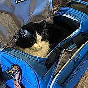 Ruby is registered to the contest to win money with this photo: cat, black_and_white, pet, furry, travel_bag, blue_bag, zipper, indoor, cozy, fur, whiskers, animal, cute, resting, soft_light, curious, travel, fabric, compartment, domestic_cat