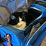 cat, black_and_white, pet, furry, travel_bag, blue_bag, zipper, indoor, cozy, fur, whiskers, animal, cute, resting, soft_light, curious, travel, fabric, compartment, domestic_cat