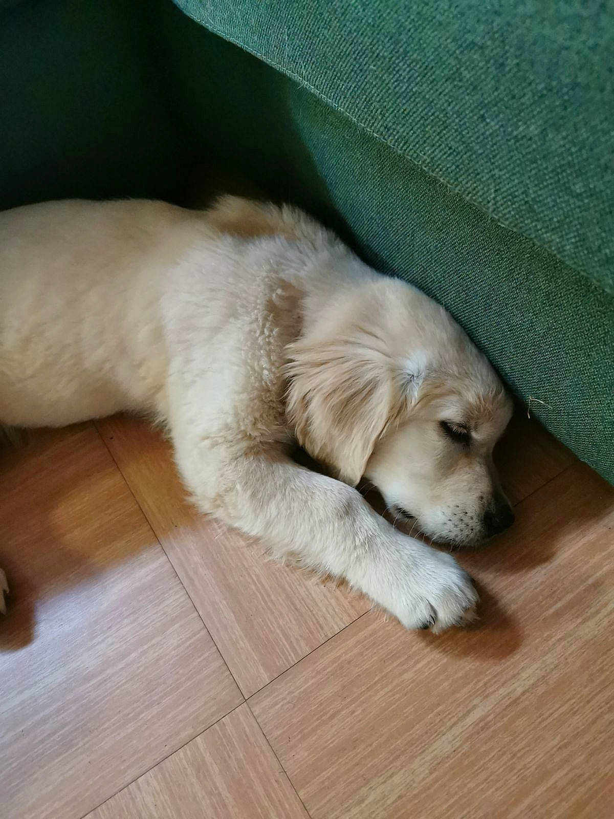 Chance a rejoint le concours — aidez-le/la à gagner de superbes lots ! bored, canidae, carnivore, comfort, companion_dog, dog, dog_breed, fawn, flooring, fur, hardwood, paw, retriever, snout, sporting_group, tail, whiskers, wood, wood_flooring, working_animal