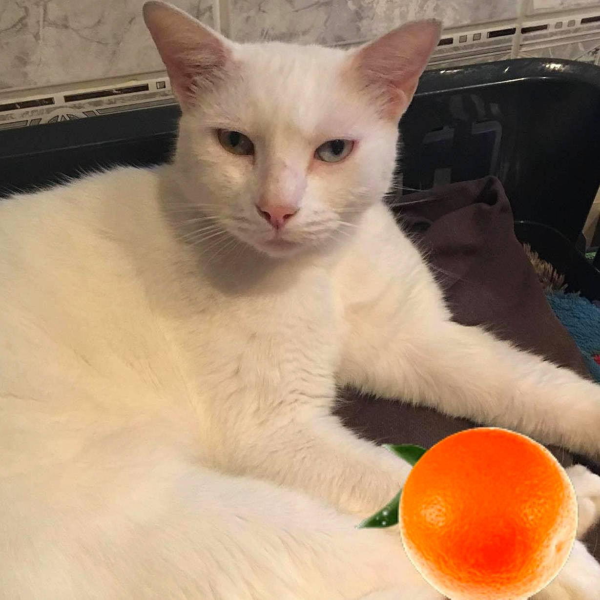 Flocon participe au concours pour gagner de l'argent avec cette photo : aegean_cat, asian, burmilla, carnivore, cat, colorpoint_shorthair, domestic_short_haired_cat, eye, felidae, javanese, khao_manee, kitten, mammal, oriental_longhair, person, small_to_medium_sized_cats, turkish_angora, turkish_van, vertebrate, whiskers