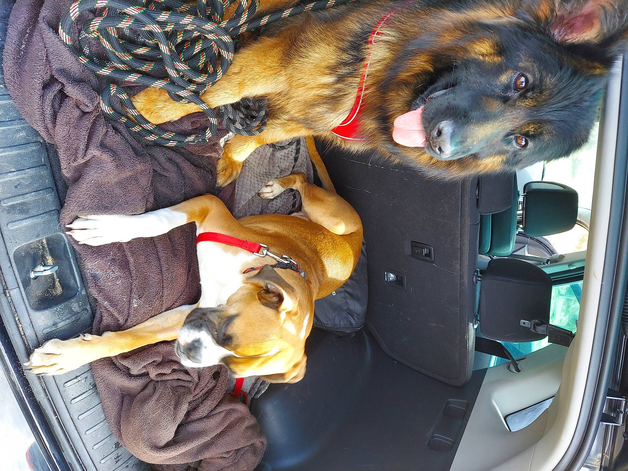 Asia participe au concours pour gagner de l'argent avec cette photo : auto_part, automotive_exterior, canidae, carnivore, collar, comfort, companion_dog, dog, dog_breed, dog_supply, fawn, fur, german_shepherd_dog, guard_dog, old_german_shepherd_dog, snout, sporting_group, vehicle, vehicle_door, working_animal