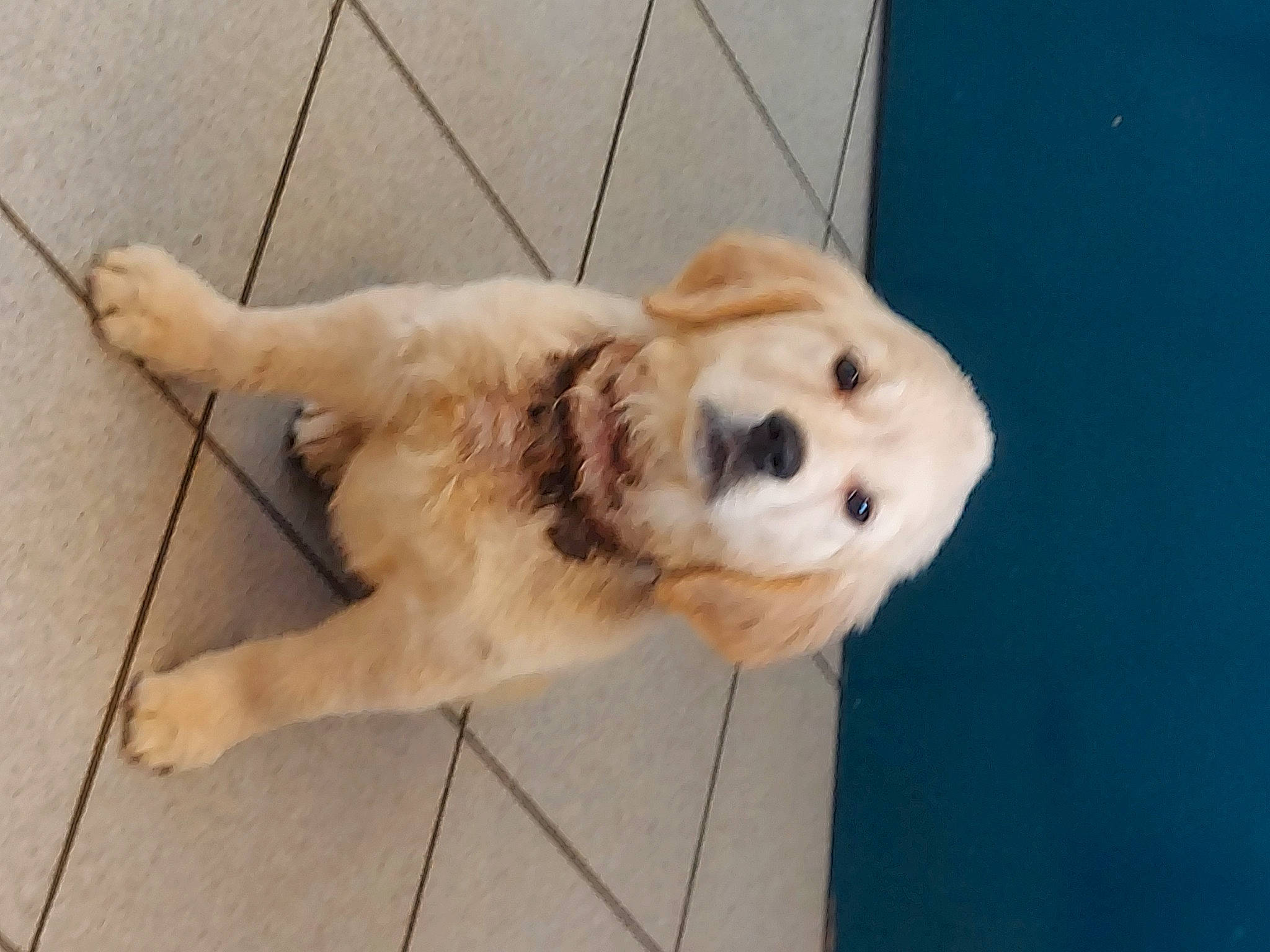 Chance a rejoint le concours — aidez-le/la à gagner de superbes lots ! ancient_dog_breeds, canidae, carnivore, companion_dog, dog, dog_breed, dog_collar, fawn, flooring, fur, golden_retriever, non_sporting_group, paw, polish_tatra_sheepdog, puppy, retriever, snout, sporting_group, whiskers, working_animal