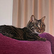 Titus a rejoint le concours — aidez-le/la à gagner de superbes lots ! animal, cat, couch, curious, domestic_cat, ears, eyes, feline, fur, furniture, home, indoor, living_room, mammal, pet, purple_couch, relaxed, resting, tabby_cat, whiskers