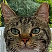 Titus a rejoint le concours — aidez-le/la à gagner de superbes lots ! cat, tabby, close_up, green_eyes, collar, pet, animal, whiskers, outdoor, nature, fur, portrait, mammal, face, ears, focus, domestic_cat, calm, background, blur
