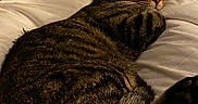 Titus participe au concours pour gagner de l'argent avec cette photo : animal, bed, cat, closeup, comfort, cozy, cute, domestic_cat, feline, fur, indoor, paw, pet, relaxed, resting, sleeping, tabby_cat, warm_light, whiskers, white_bedding