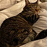 Titus participe au concours pour gagner de l'argent avec cette photo : cat, tabby_cat, sleeping, bed, white_bedding, cozy, indoor, pet, fur, relaxed, animal, whiskers, paw, closeup, resting, cute, domestic_cat, feline, warm_light, comfort