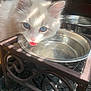 Yeti is registered to the contest to win money with this photo: animal, blue_eyes, cat, closeup, curious, decorative_stand, drinking, feline, floor_mat, fluffy, indoor, metal_bowl, pet, pink_nose, shadow, sunlight, tongue_out, water_bowl, whiskers, white_cat