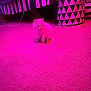 Yeti joined the competition — help win amazing prizes! animal, banana_toy, basket, bed, carpet, cat, cozy, cute, domestic, floor, furry, geometric_pattern, indoor, kitten, pet, pink_lighting, playful, small, striped_bedding, toy