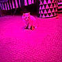 animal, banana_toy, basket, bed, carpet, cat, cozy, cute, domestic, floor, furry, geometric_pattern, indoor, kitten, pet, pink_lighting, playful, small, striped_bedding, toy