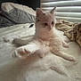 Yeti joined the competition — help win amazing prizes! animal, bed, blanket, cat, cozy, cute, domestic_cat, feline, furry, indoor, kitten, pet, pillow, relaxed, resting, soft, stretching, sunlight, white_fur, window_blinds