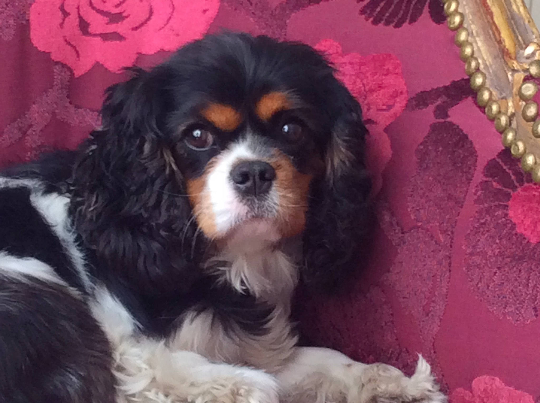 Clémentine is registered to the contest to win money with this photo: canidae, carnivore, cavalier, cavalier_king_charles_spaniel, cavapoo, cocker_spaniel, companion_dog, dog, dog_breed, king_charles_spaniel, mammal, puppy, puppy_love, rare_breed_dog, russian_spaniel, snout, spaniel, sporting_group, toy_dog, vertebrate