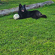 Alpha participe au concours pour gagner de l'argent avec cette photo : dog, black_dog, soccer_ball, grass, lawn, outdoor, pet, animal, playful, resting, log, nature, greenery, daylight, fur, canine, relaxed, park, summer, happy